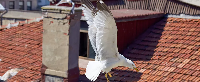 Residential Chimney Animal Removal Solution in Syosset, NY
