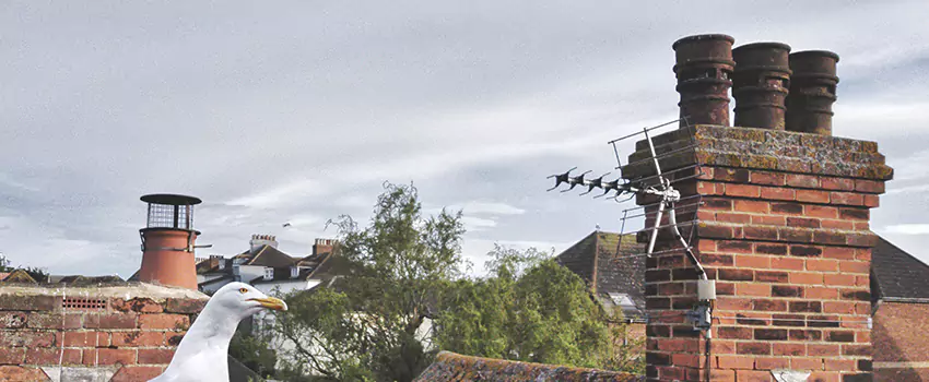 Chimney Cleaning And Restoration in Syosset, New York